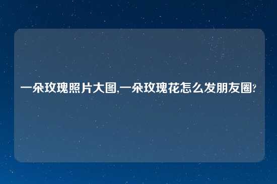 一朵玫瑰照片大图,一朵玫瑰花怎么发朋友圈?