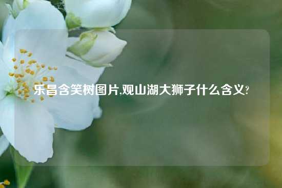 乐昌含笑树图片,观山湖大狮子什么含义?