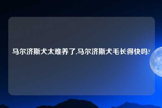 马尔济斯犬太难养了,马尔济斯犬毛长得快吗?