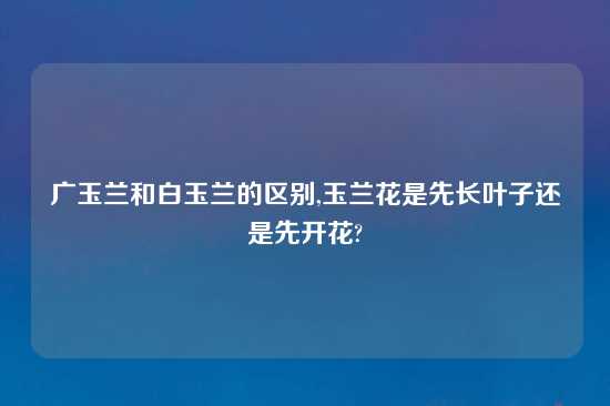 广玉兰和白玉兰的区别,玉兰花是先长叶子还是先开花?