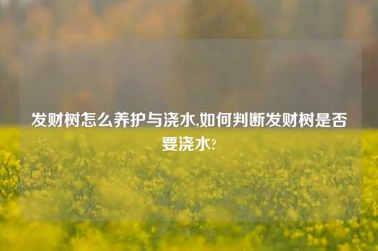 发财树怎么养护与浇水,如何判断发财树是否要浇水?