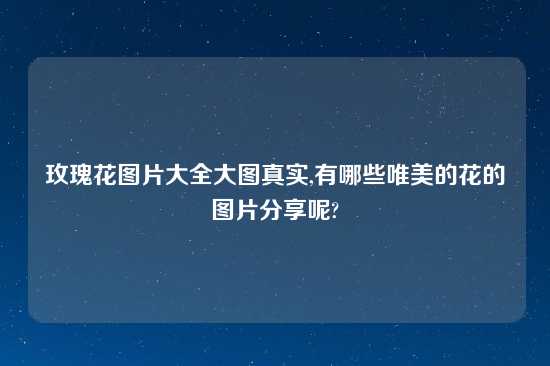 玫瑰花图片大全大图真实,有哪些唯美的花的图片分享呢?