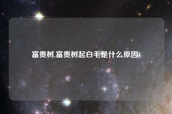 富贵树,富贵树起白毛是什么原因?