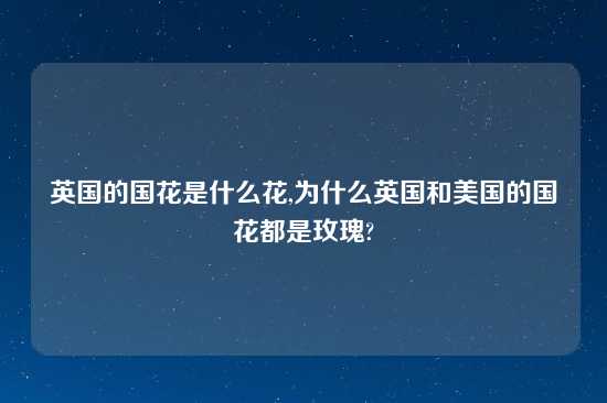 英国的国花是什么花,为什么英国和美国的国花都是玫瑰?