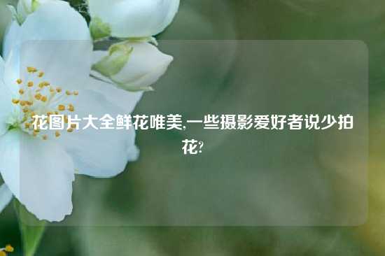 花图片大全鲜花唯美,一些摄影爱好者说少拍花?