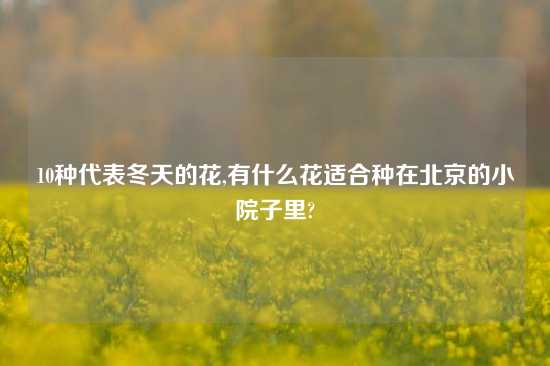 10种代表冬天的花,有什么花适合种在北京的小院子里?