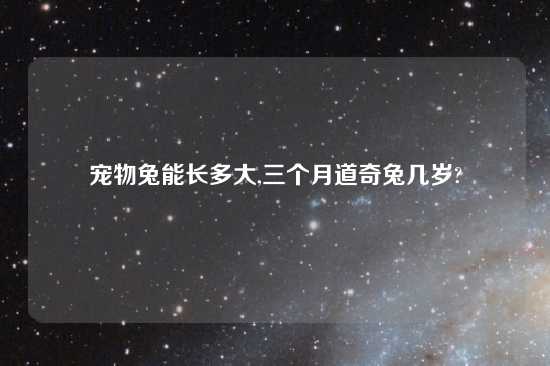 宠物兔能长多大,三个月道奇兔几岁?