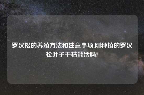 罗汉松的养殖方法和注意事项,刚种植的罗汉松叶子干枯能活吗?