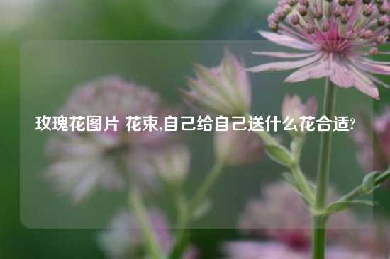 玫瑰花图片 花束,自己给自己送什么花合适?