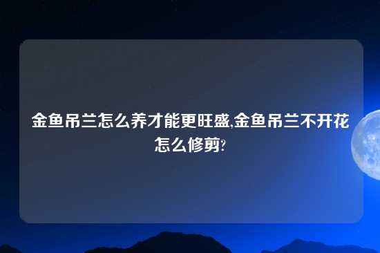 金鱼吊兰怎么养才能更旺盛,金鱼吊兰不开花怎么修剪?