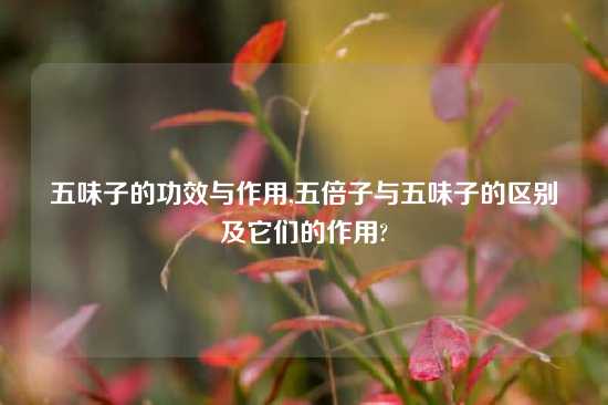 五味子的功效与作用,五倍子与五味子的区别及它们的作用?