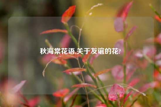 秋海棠花语,关于友谊的花?