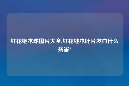 红花继木球图片大全,红花继木叶片发白什么病害?