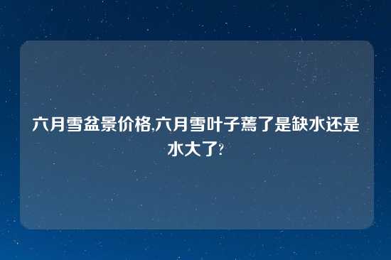 六月雪盆景价格,六月雪叶子蔫了是缺水还是水大了?