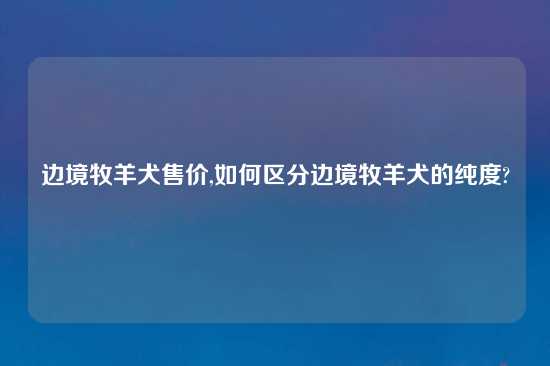 边境牧羊犬售价,如何区分边境牧羊犬的纯度?