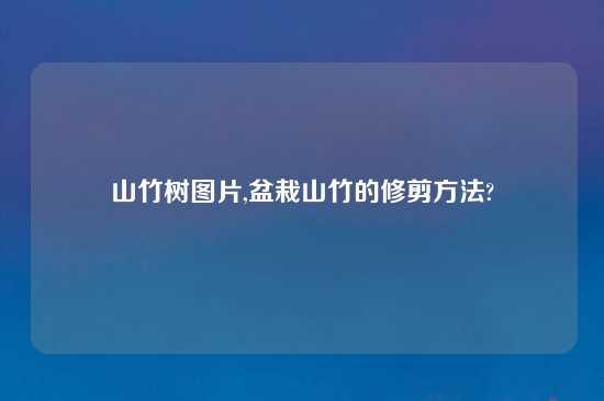 山竹树图片,盆栽山竹的修剪方法?