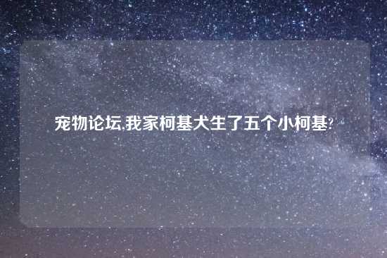 宠物论坛,我家柯基犬生了五个小柯基?