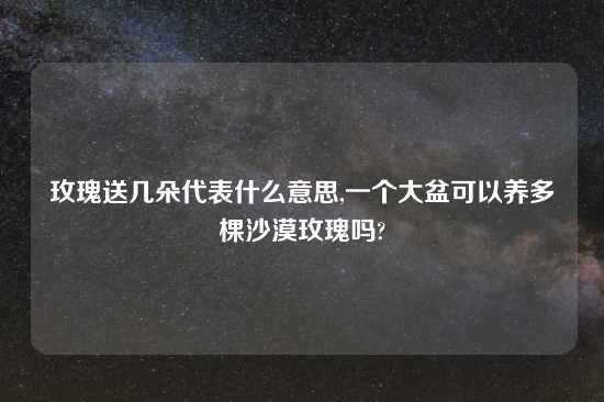 玫瑰送几朵代表什么意思,一个大盆可以养多棵沙漠玫瑰吗?