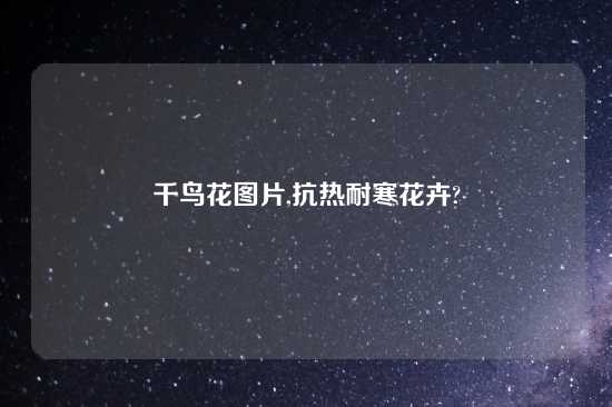 千鸟花图片,抗热耐寒花卉?