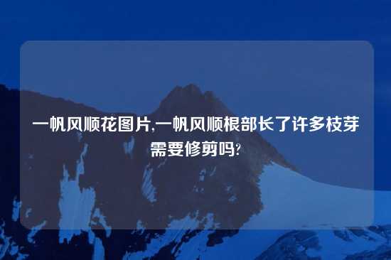 一帆风顺花图片,一帆风顺根部长了许多枝芽需要修剪吗?