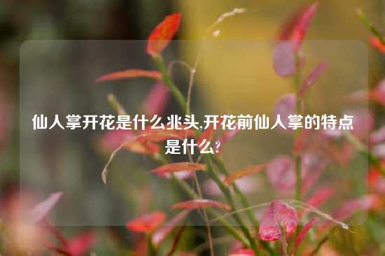 仙人掌开花是什么兆头,开花前仙人掌的特点是什么?