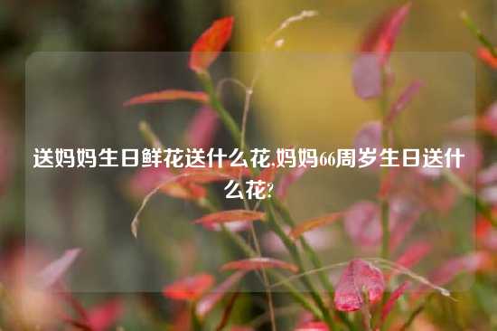 送妈妈生日鲜花送什么花,妈妈66周岁生日送什么花?