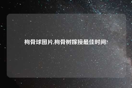 枸骨球图片,枸骨树嫁接最佳时间?