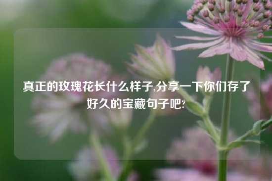 真正的玫瑰花长什么样子,分享一下你们存了好久的宝藏句子吧?