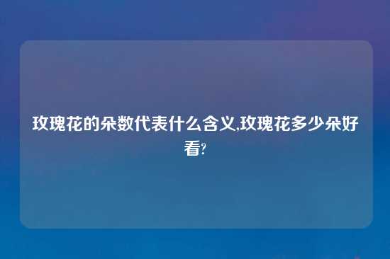 玫瑰花的朵数代表什么含义,玫瑰花多少朵好看?