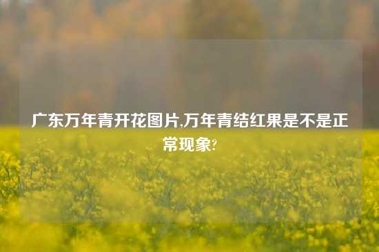 广东万年青开花图片,万年青结红果是不是正常现象?