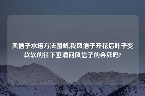 风信子水培方法图解,我风信子开花后叶子变软软的往下垂请问风信子的会死吗?